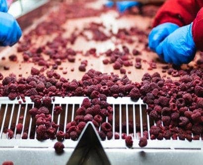 Frozen raspberries on production line