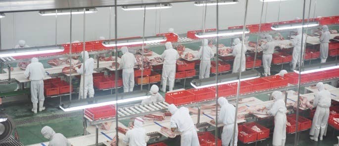 view from above looking down onto factory floor of a pork processing plant. Many workers in a line all wearing white overalls.