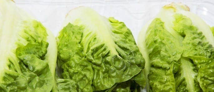 storing whole lettuce in the fridge