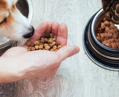 How to Start a Pet Food Business