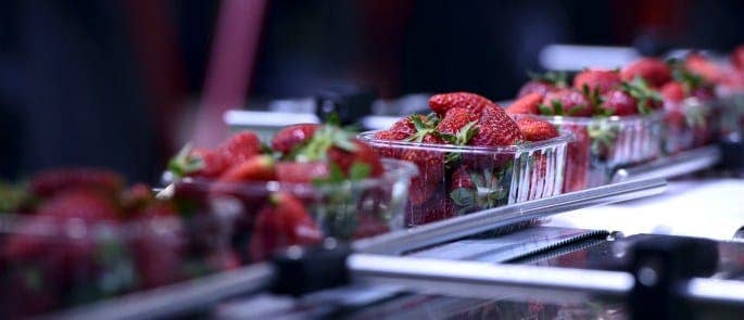 Strawberries on production packaging line